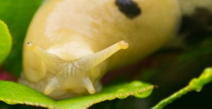 A slug eyes me eyeing him as it crosses a shrub near Tofino, BC