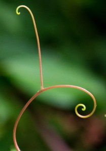 A young plant reaches out for support