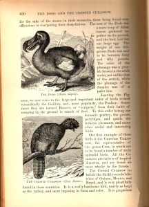 Who's the dodo now, eh?