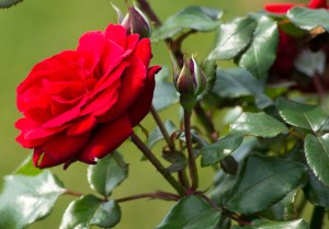 So much symbolism wrapped up in something so temporal