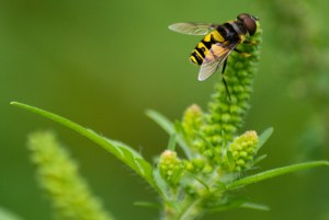 I run toward bees, not away...and they me, it seems