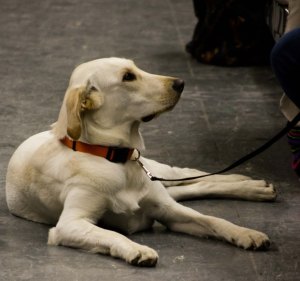 For all the activity on the subway, his eyes never left his owner