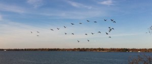 cormorants-flying-over-cross-lake