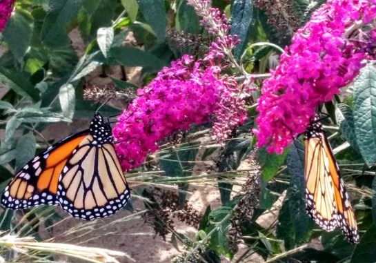 monarchs