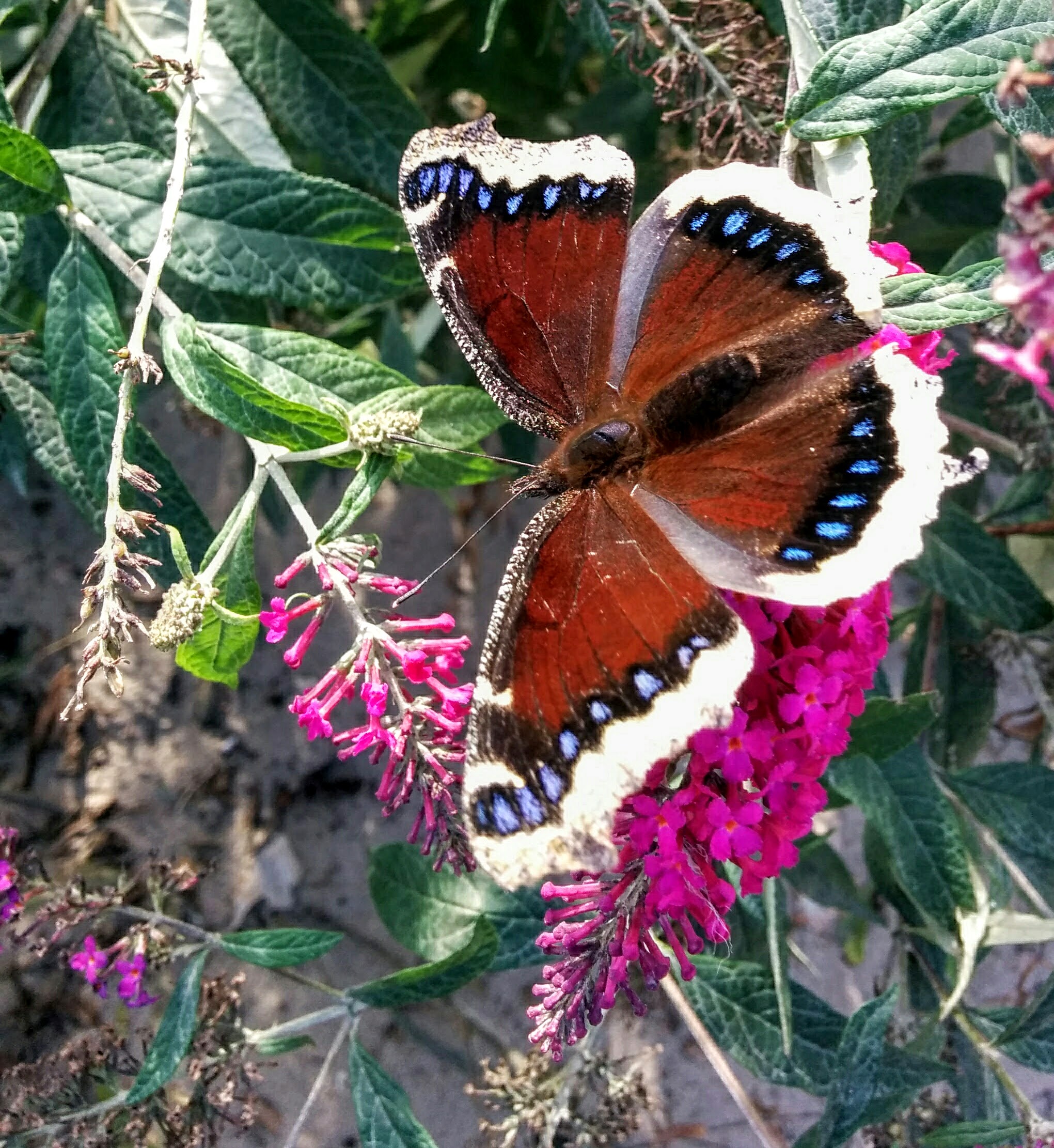 mourning-cloak-butterfly