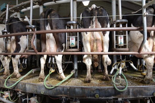 dairy-cows-milking-machine
