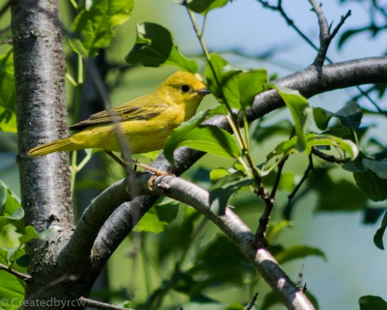 Yellow warbler