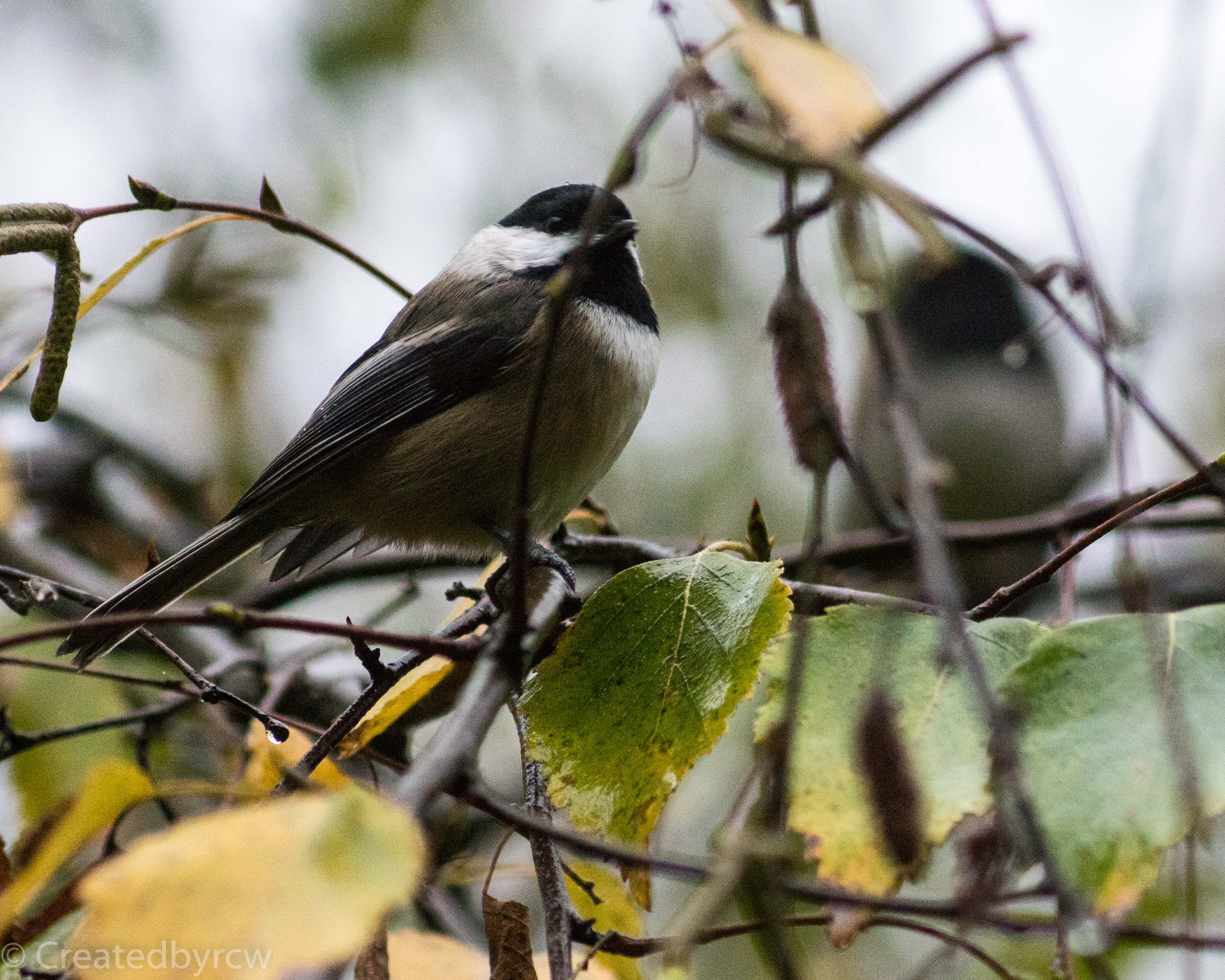 Chickadee-1
