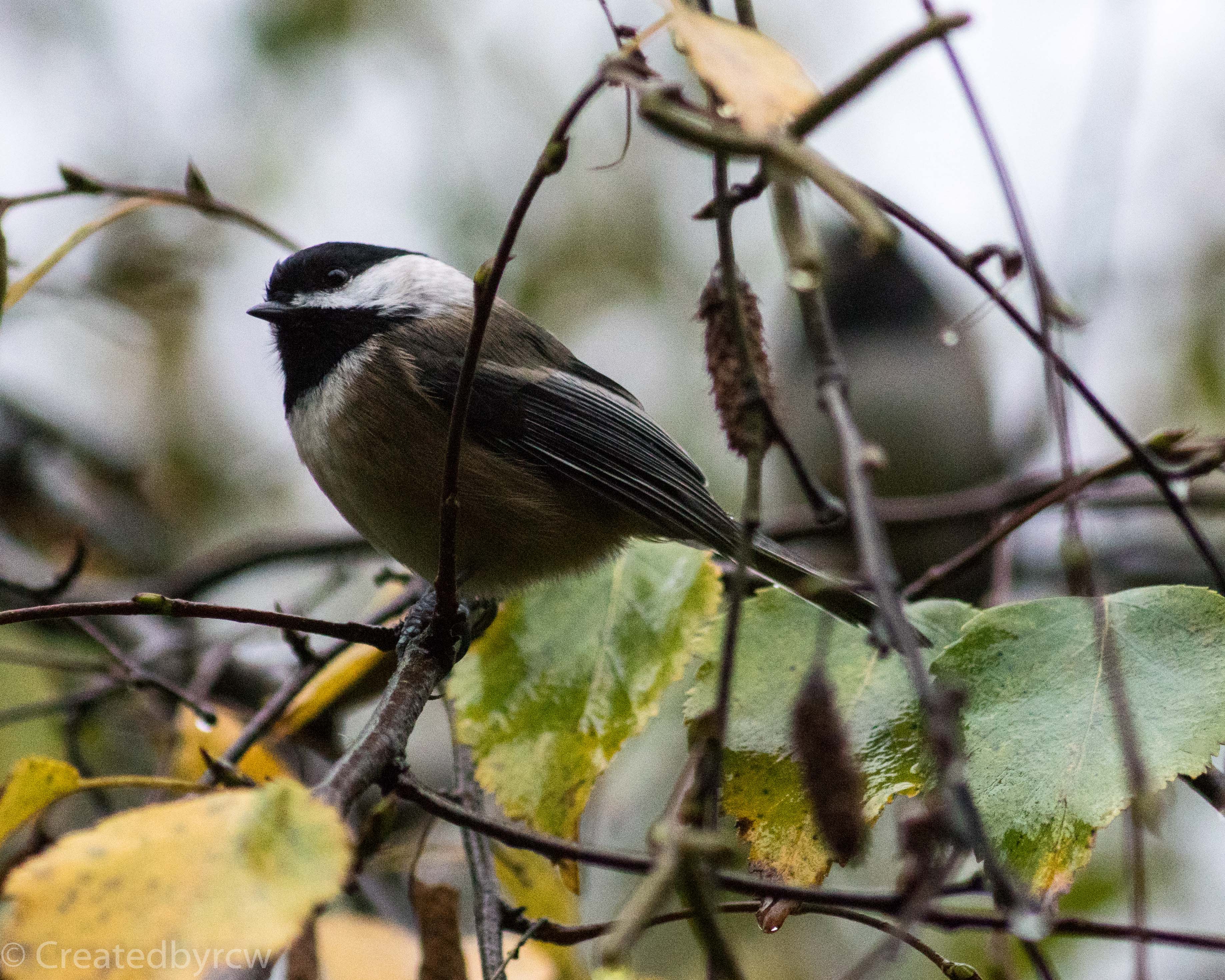 Chickadee-2