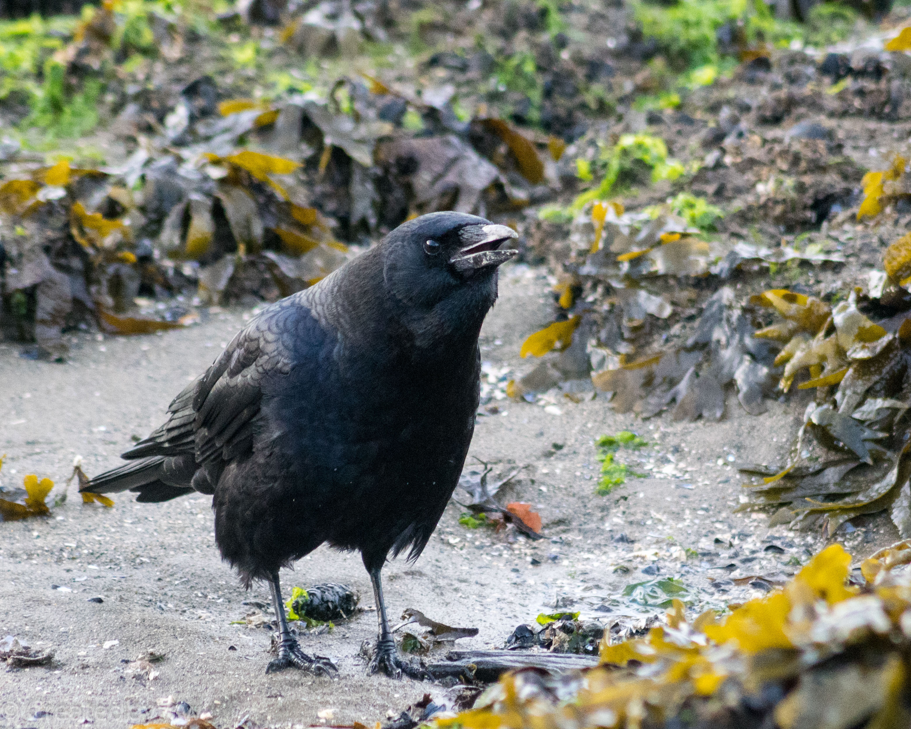 Kelp crow